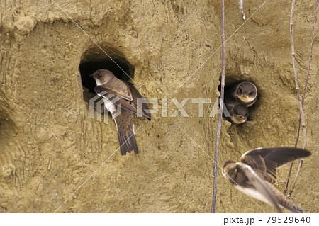 ショウドウツバメの子育て 79529640