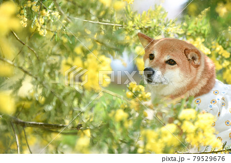 新緑のお花畑の中でおすましする柴犬 79529676