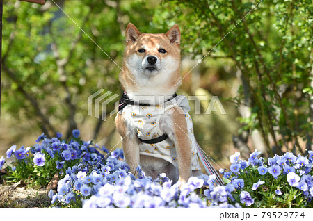 新緑のお花畑の中でおすましする柴犬 79529724