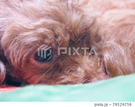 落ち着いた様子で何かを見つめているトイプードル 落ち着いた様子で何かを見つめているトイプードル 79529756