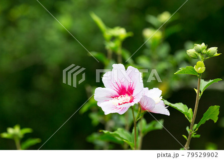 埼玉県さいたま市 大宮花の丘農林公苑ムクゲ 埼玉県さいたま市 大宮花の丘農林公苑ムクゲ 79529902