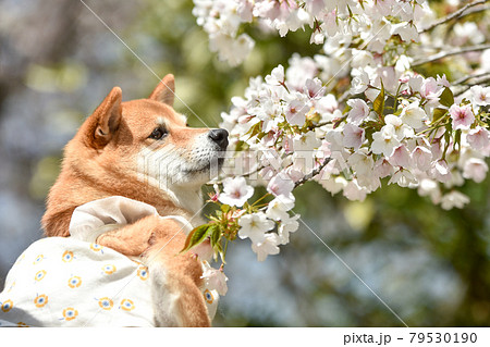 桜に囲まれてお花見する柴犬の写真素材