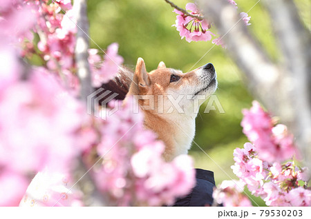 桜に囲まれてお花見する柴犬 79530203