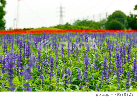 埼玉県さいたま市　大宮花の丘農林公苑ブルーサルビア 79530325