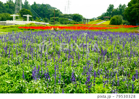埼玉県さいたま市 大宮花の丘農林公苑ブルーサルビア 埼玉県さいたま市 大宮花の丘農林公苑ブルーサルビア 79530328