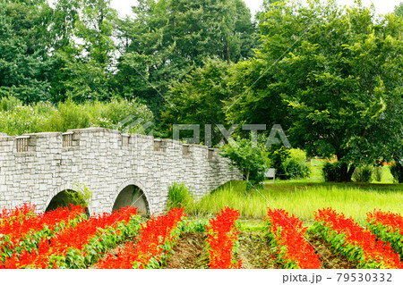 埼玉県さいたま市　大宮花の丘農林公苑サルビア 79530332