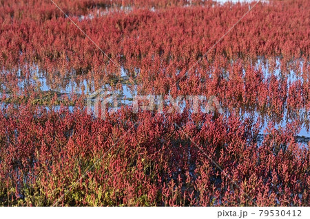 網走市卯原内能取湖の紅葉の珊瑚草群落地 網走市卯原内能取湖の紅葉の珊瑚草群落地 79530412