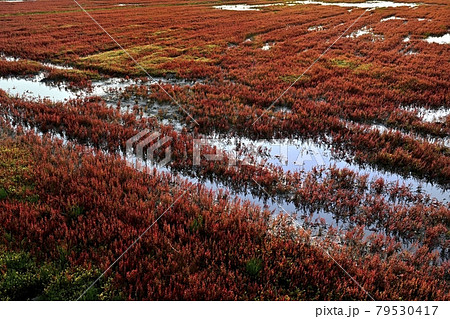 網走市卯原内能取湖の紅葉の珊瑚草群落地 網走市卯原内能取湖の紅葉の珊瑚草群落地 79530417