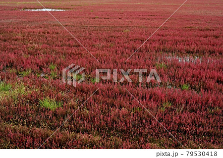 網走市卯原内能取湖の紅葉の珊瑚草群落地 79530418