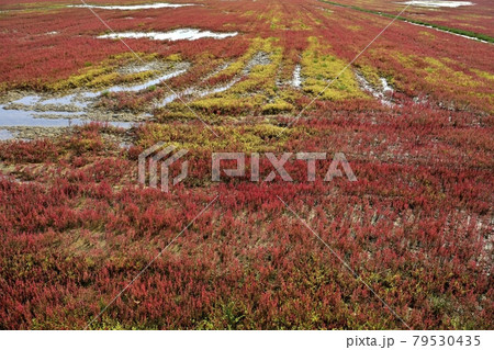 網走市卯原内能取湖の紅葉の珊瑚草群落地 網走市卯原内能取湖の紅葉の珊瑚草群落地 79530435