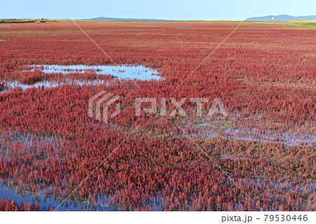 網走市卯原内能取湖の紅葉の珊瑚草群落地に観賞路 網走市卯原内能取湖の紅葉の珊瑚草群落地に観賞路 79530446