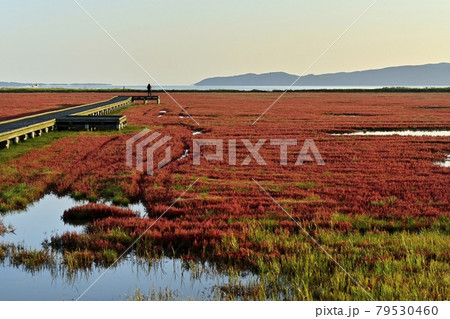 網走市卯原内能取湖の紅葉の珊瑚草群落地に観賞路 79530460