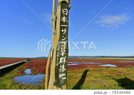 網走市卯原内能取湖の紅葉の珊瑚草群落地に案内板と観賞路 網走市卯原内能取湖の紅葉の珊瑚草群落地に案内板と観賞路 79530466