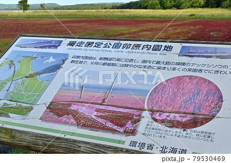 網走市卯原内能取湖の紅葉する珊瑚草群落地に案内板 網走市卯原内能取湖の紅葉する珊瑚草群落地に案内板 79530469