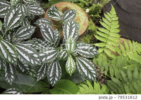 Green summer plant in outdoors market Green summer plant in outdoors market 79531612