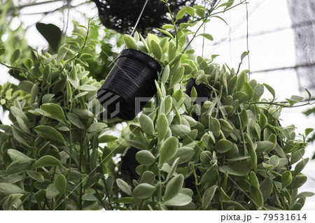 Green summer plant in outdoors market Green summer plant in outdoors market 79531614