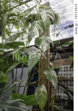 Green summer plant in outdoors market Green summer plant in outdoors market 79531624