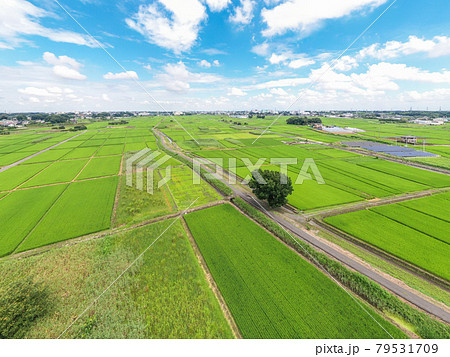 「埼玉県」さいたま市　夏空と見沼田んぼの風景 79531709
