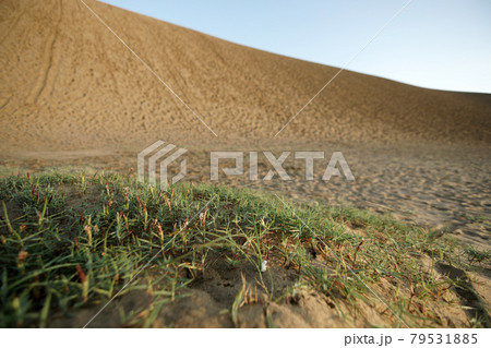 鳥取 四季の散歩 夏 鳥取砂丘 朝 鳥取 四季の散歩 夏 鳥取砂丘 朝 79531885
