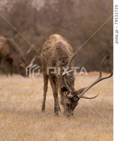 Wild male Sambar deer or rusa unicolor close up or portrait with long antlers grazing dry grass at ranthambore national park rajasthan india 79532720
