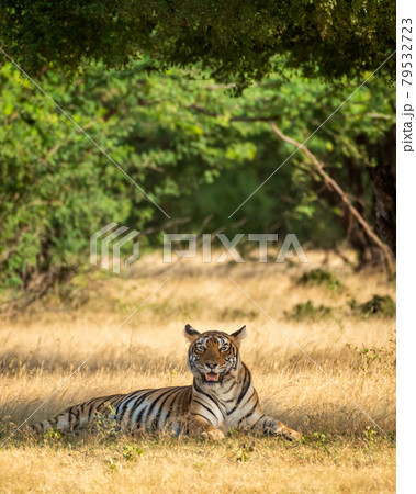 wild royal bengal tiger in natural green scenic landscape of ranthmbore national park or tiger reserve rajasthan india - panthera tigris tigris wild royal bengal tiger in natural green scenic landscape of ranthmbore national park or tiger reserve rajasthan india - panthera tigris tigris 79532723