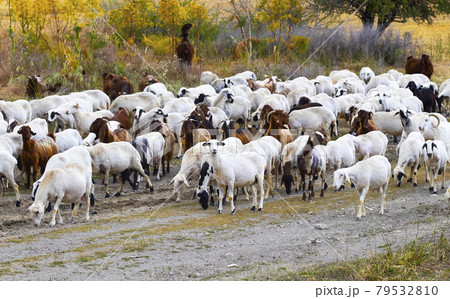 Goats walk in village, Breeding of domestic animals. Industrial animal husbandry, Livestock business concept, Farm with animals, Herd of goats grazes in field, they feed on grass in meadow Goats walk in village, Breeding of domestic animals. Industrial animal husbandry, Livestock business concept, Farm with animals, Herd of goats grazes in field, they feed on grass in meadow 79532810
