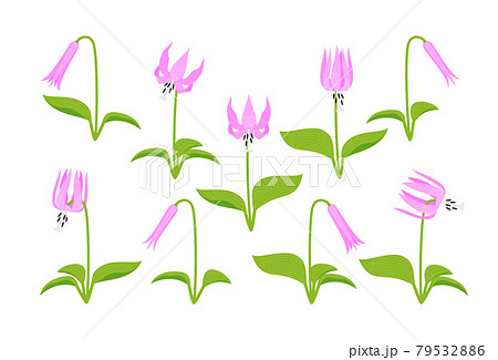 カタクリ　セット 79532886