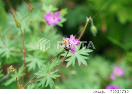 ゼラニウムダルマチカムの蜜を吸うトラマルハナバチ 79534759