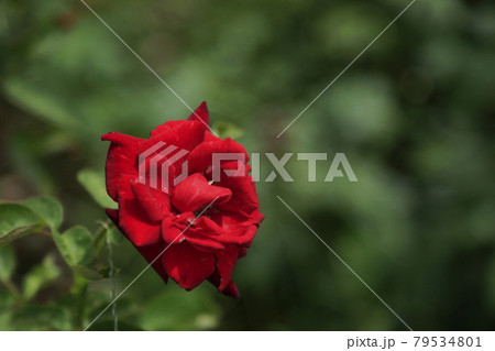 荒尾市　おもやい市民花壇　バラの花、 79534801