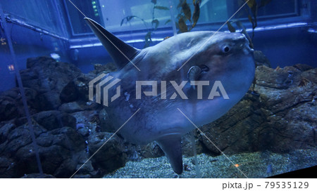 Close-up shot of sunfish mola mola ocean large cute fish creature Close-up shot of sunfish mola mola ocean large cute fish creature 79535129