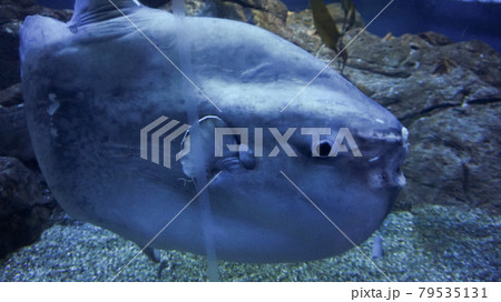 Close-up shot of sunfish mola mola ocean large cute fish creature Close-up shot of sunfish mola mola ocean large cute fish creature 79535131