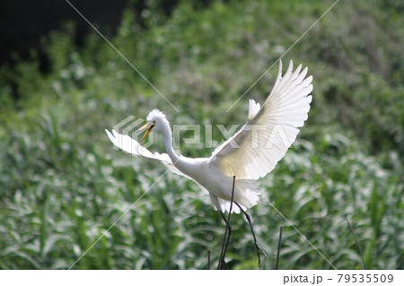 翼を広げるシラサギ 翼を広げるシラサギ 79535509