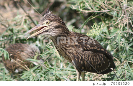 ゴイサギの雛のアップ 79535520