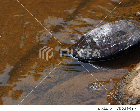 水に入るニホンイシガメ 79536437