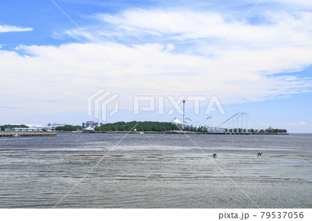 神奈川県横浜市海の公園の潮干狩り 79537056
