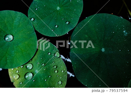 ガラス調カエルの葉っぱと雨粒 ガラス調カエルの葉っぱと雨粒 79537594