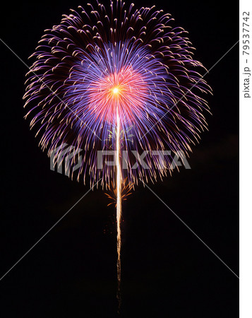 大きな紫色系の打ち上げ花火 大きな紫色系の打ち上げ花火 79537742