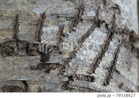 ヒグマの爪痕 79538627