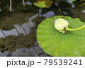 蓮の花 79539241