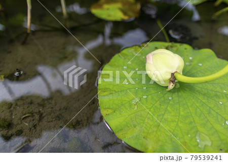 蓮の花 79539241