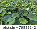 蓮の花 79539242