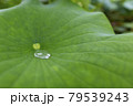蓮の花 79539243