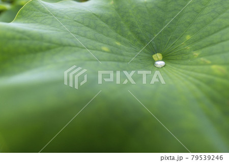 蓮の花 蓮の花 79539246