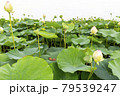蓮の花 79539247
