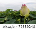 蓮の花 79539248