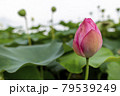 蓮の花 79539249