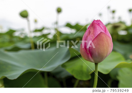 蓮の花 79539249
