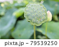 蓮の花 79539250
