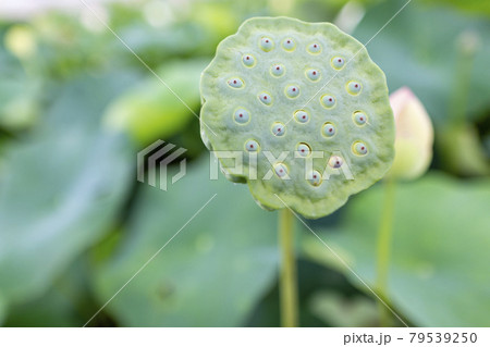 蓮の花 蓮の花 79539250
