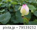 蓮の花 79539252